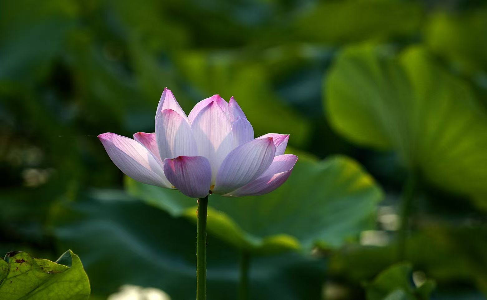 “墨香溢彩”辽宁百姓书法展征稿启事