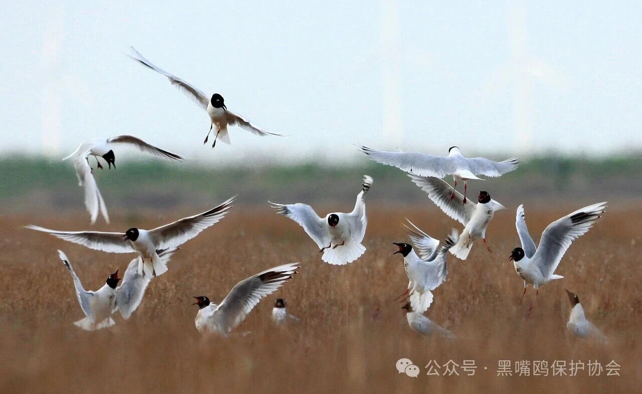 微信图片_2026-09-21_210448_973 微信图片_2026-09-21_210448_973